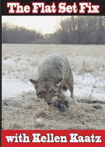 Coyote near a trap on a snowy field with the text "The Flat Set Fix with Kellen Kaatz" in the image.