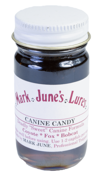 A small glass jar of "Mark June's Canine Candy" lure designed for trapping coyotes, foxes, and bobcats.