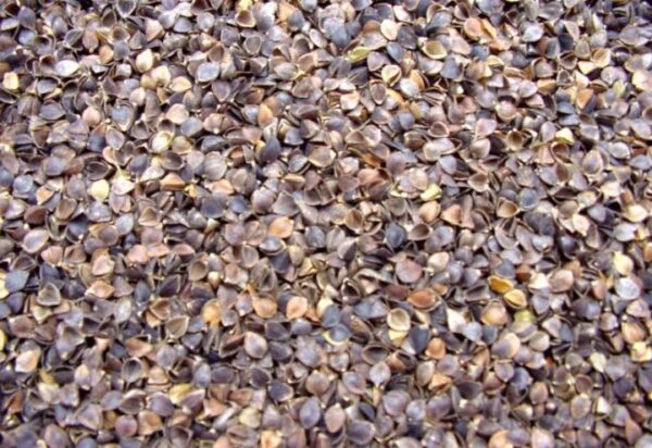 Close-up of Buckwheat Hulls - 5 Pound Bag, scattered like a warm blanket, ideal for cold weather trapping.