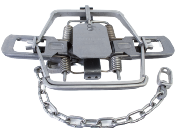 Bridger #3 Offset Jaw Modified Coil Spring Trap with chain, springs, and a center rectangular pressure plate.