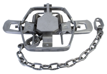 Bridger #1-3/4 Offset Jaw Coil Spring Trap, open and with chain.