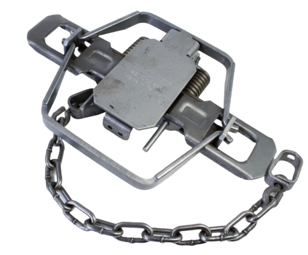 Bridger #2 Dogless Offset Jaw Trap efficiently captures wildlife with its chain and spring mechanism.