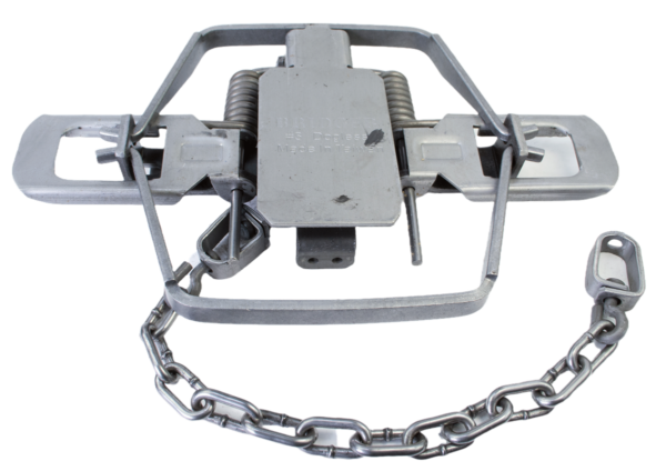 Bridger #3 Dogless Offset Jaw Coil Spring Trap: sharp jaws, dual springs, attached chain for reliable trapping.