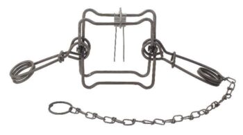 Duke #120 Body Trap with a chain, featuring spring-loaded arms and a square pressure plate in the center.