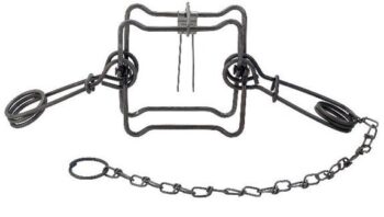 Duke #155 Body Trap has a metal square frame, two spring-loaded arms, plus a chain loop for security.