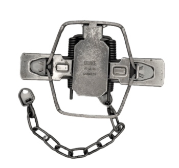Duke #2 Dogless Trap, 4 Coil Offset Jaws with chain and latch, "Duke No. 1/2.