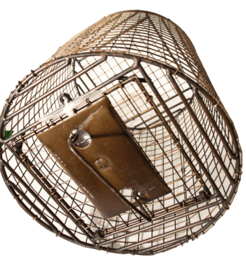 Roll Cage metal wire trap with a rectangular door, ideal for safely capturing small animals.