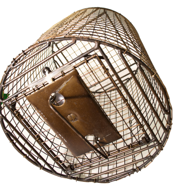 Roll Cage metal wire trap with a rectangular door, ideal for safely capturing small animals.